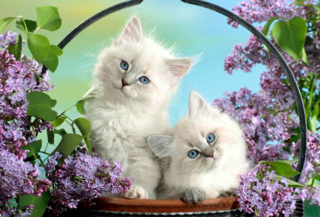 Cute kittens in a basket