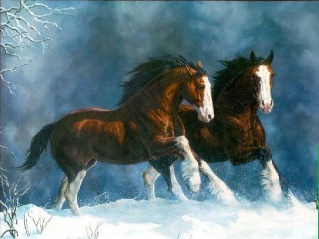 two horses runing the snow