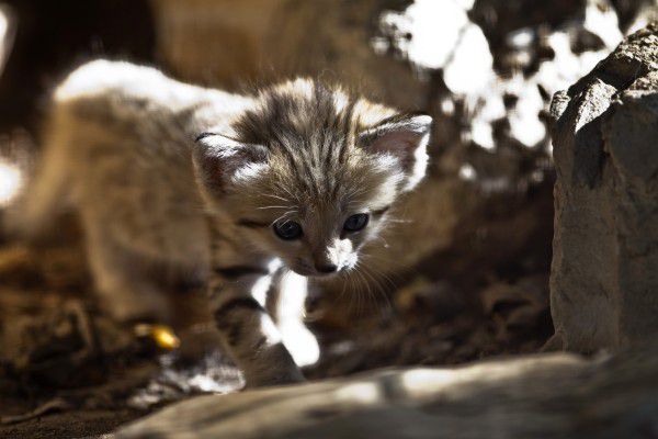 mladiček saharske mačke, ki je skoraj že izumrla