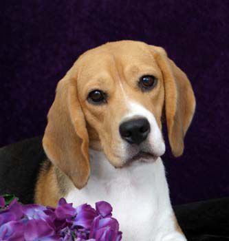 beautiful dog beagle