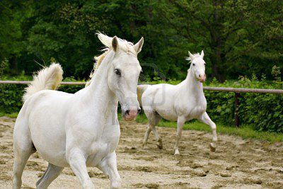 To sta konj in kobila Favory Canissa ter Aprila. Favory Canissa je konj kraljice Elizabete.