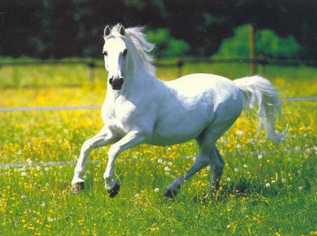 To je moj najljubši konj Bolero! s:4