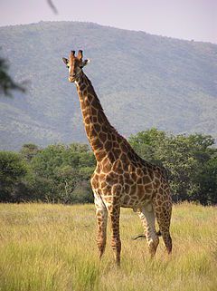 ful kul žirafa