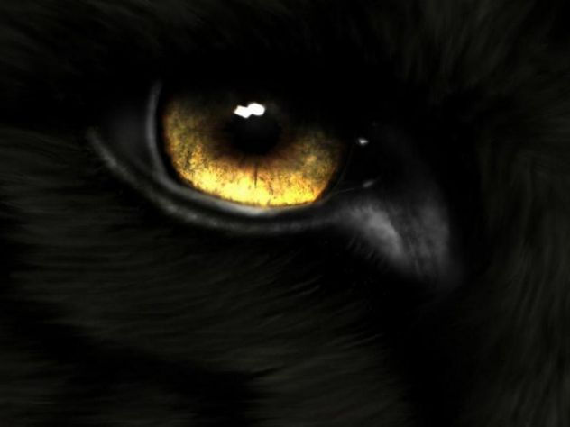 eye of wolf