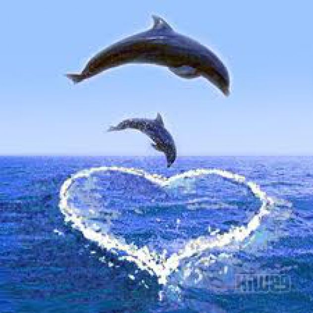 Dolphin LoVe :)