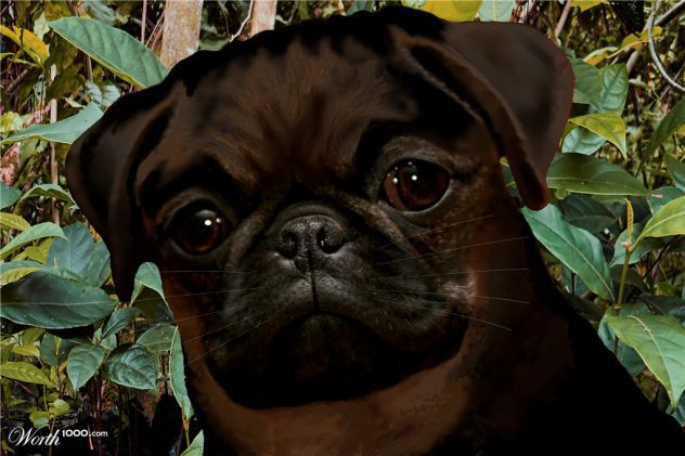 New picture of Chocolate Pug!