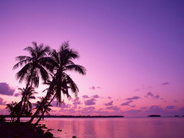 Palme in sončno vijolično lep sončni zahod