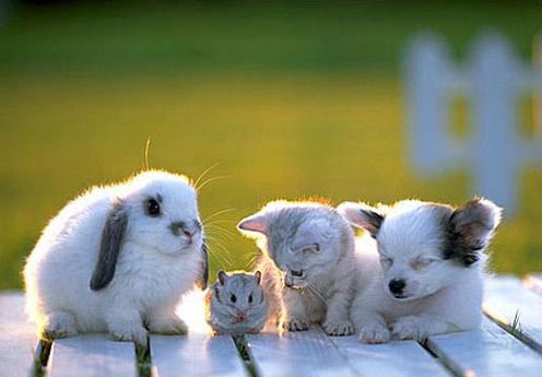 Zajček ali zajkla, hrček ali hrčica, maček ali mačka in psička ali pes