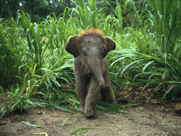 Mladiček slonček