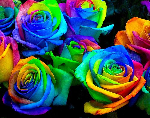 Rainbow roses! < 333
