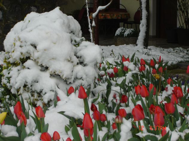 tulipani v snegu na cvetno nedeljo 1.4.2012