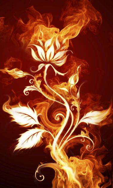 ognjena roža