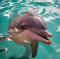 delfin < 333