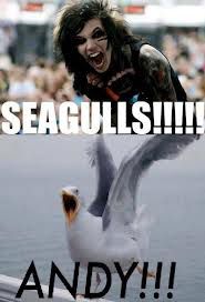 ANDY......SEAGULLS!!!!!!!!!TO DIE