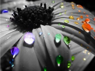 Rainbow flower...