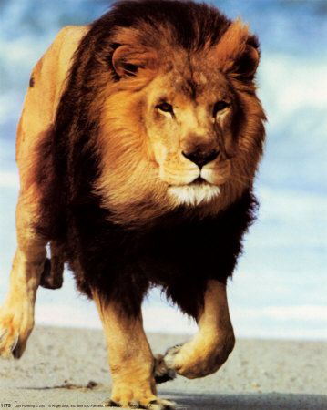 running lion