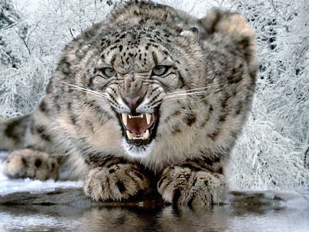 snežni leopard je hud grrrrr   XD