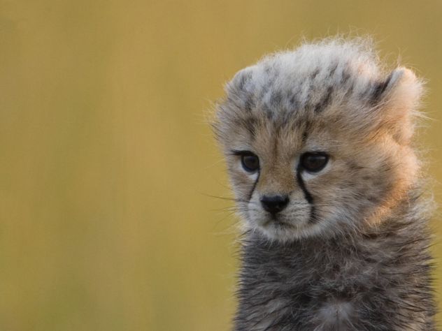 cute cheetah