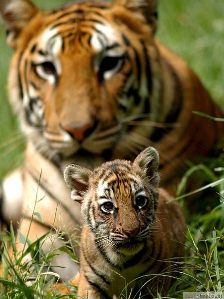tiger and baby tiger