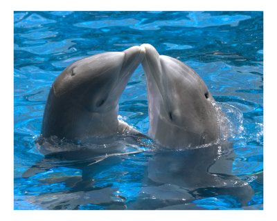 Delfinčka ki se imata zelo rada