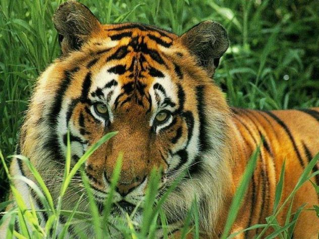 Tiger je zelo zelo lep