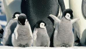 mali pingvinčki