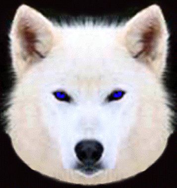 Blueyes white wolf :D