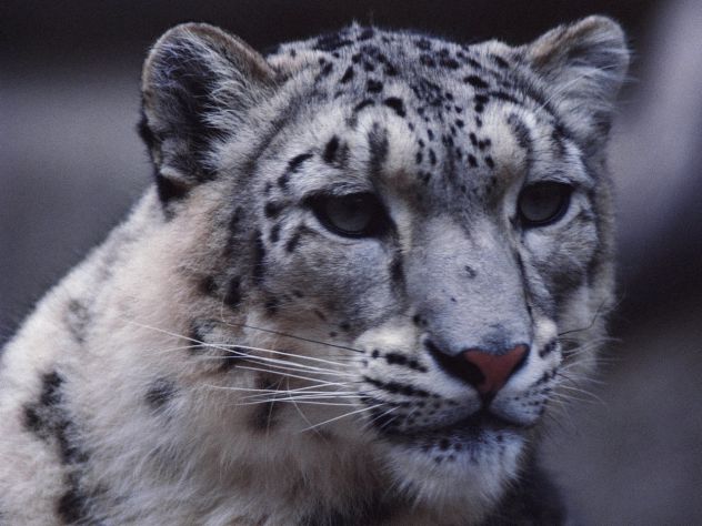 Little Snow Leopard