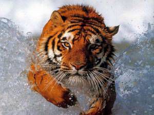 Tiger v vodi