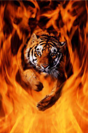Tiger v ognju