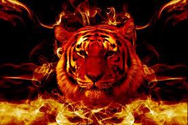 Tiger ognja