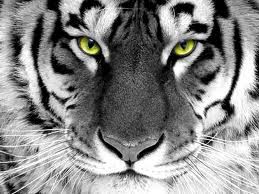 Portret tigra