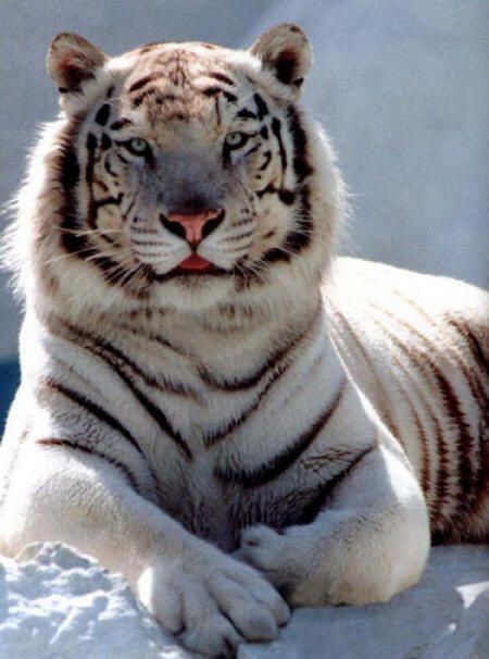 beli tiger
