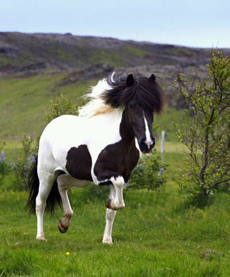 Islandski konj s:4