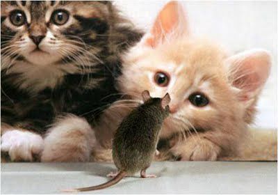 muci in miš