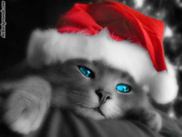 sweet christmas kitty