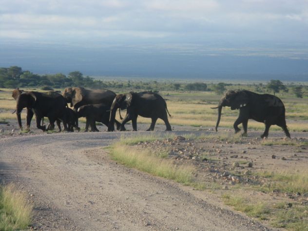 Sloni - Kenya