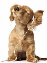 Dog listen music
