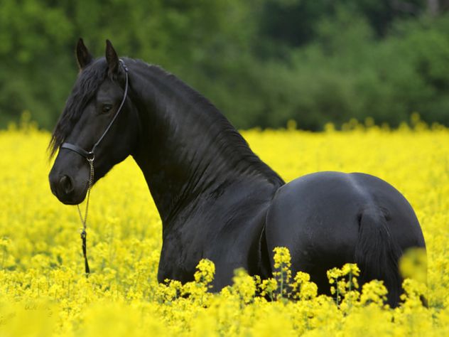 black horse in flover