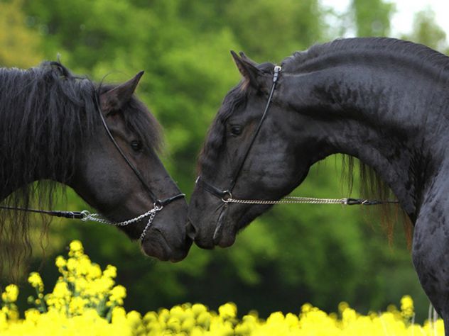 black horses love