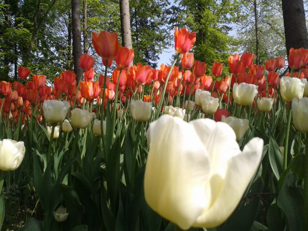 hvala za to k s m polepšou dan sz tulipan ;**