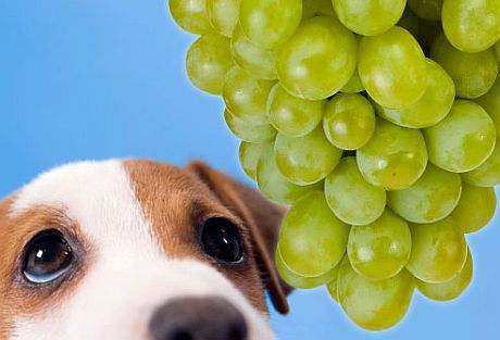 pes in grozdje