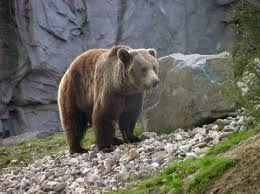 Gorski medved