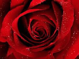 rdeča vrtnica
