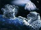 snežni leopardi