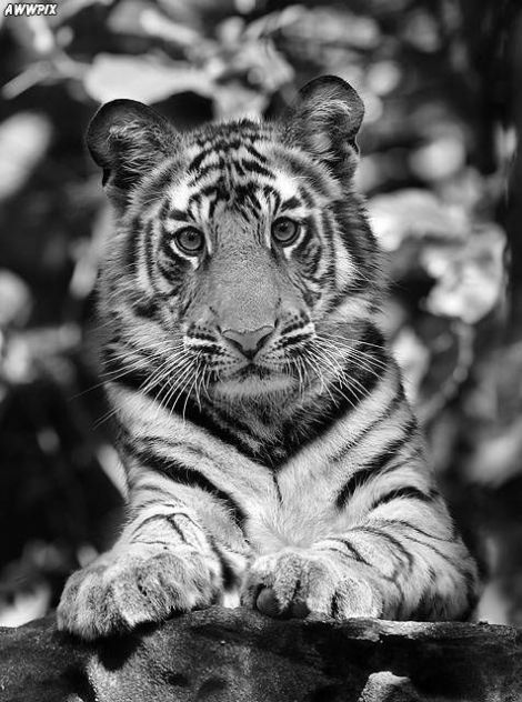 Tigers are the world's most beautifull animals!!!