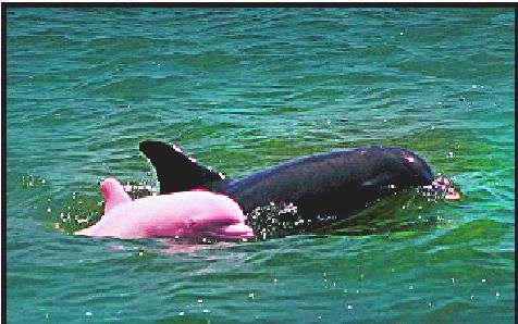 črn in roza delfina