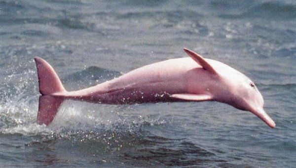 roza delfin