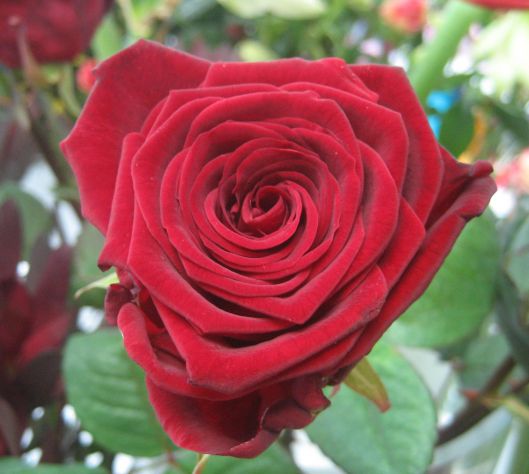 vrtnica ljubezni