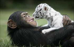 Opica in beli tiger-mladič